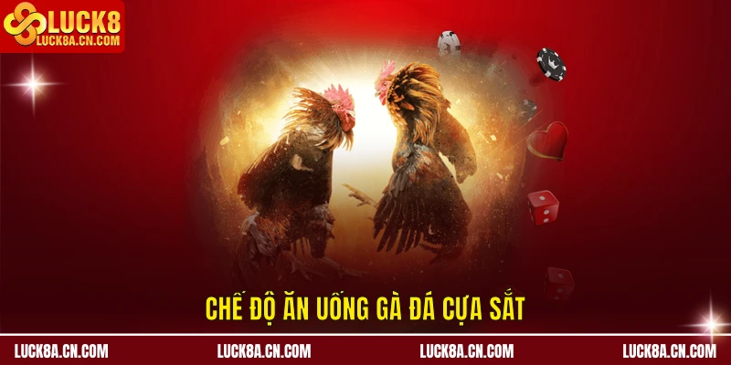 Chế độ ăn uống gà đá cựa sắt